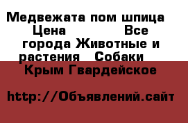 Медвежата пом шпица › Цена ­ 40 000 - Все города Животные и растения » Собаки   . Крым,Гвардейское